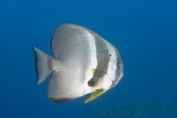 An adult Circular batfish (Platax orbicularis)