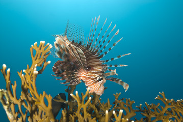A Common lionfish (Pterois miles)