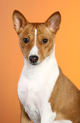 Basenji of a orange background