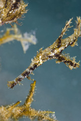 Fuzzy Ghost Pipefish (Solenostomus sp)