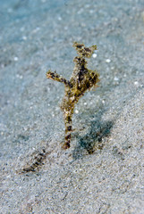 Fuzzy Ghost Pipefish (Solenostomus sp)