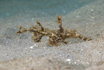 Fuzzy Ghost Pipefish (Solenostomus sp)