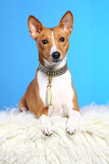 Basenji posing in studio.