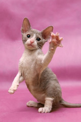 Cornish Rex kitten playing of a pink background