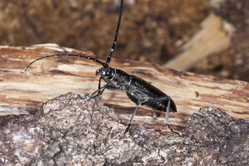Capricorn beetle (Cerambyx scopolii) Macro photo.