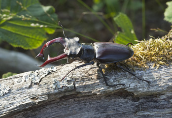 Stag beetle (Lucanus cervus) sitting on tree. Macro photo.