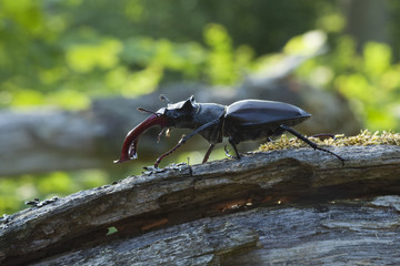 Stag beetle (Lucanus cervus) sitting on tree. Macro photo.