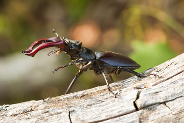 Stag beetle (Lucanus cervus) sitting on tree. Macro photo.