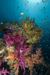 Fototapeta na wymiar Colorful tropical reef scene with floral like soft corals