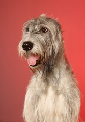 Irish  wolfhound of a red background
