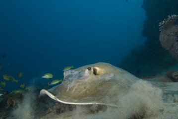 Obraz premium Front view of Feathertail stingray (Pastinachus sephen)