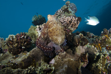 Reef octopus (Octopus cyaneus)