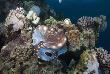 Reef octopus (Octopus cyaneus)