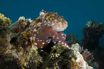 Fototapeta na wymiar Reef octopus (Octopus cyaneus)