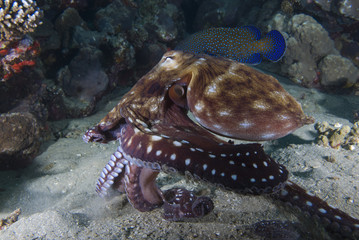 Reef octopus (Octopus cyaneus)