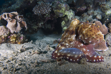 Reef octopus (Octopus cyaneus)