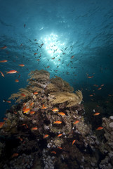 A school of Lyretail anthias (Pseudanthias squamipinnis) over a