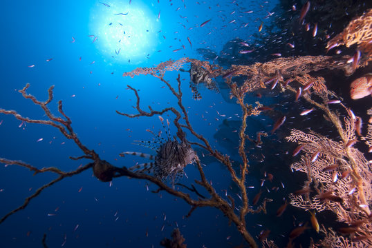 A Common Lion fish sheltering in the remains of a diseased Fan C