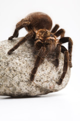 Big Tarantula