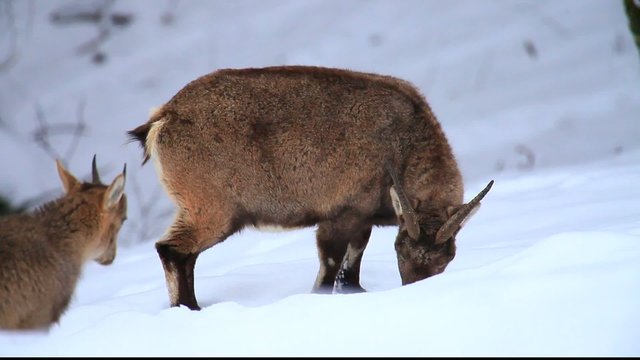 steinbock