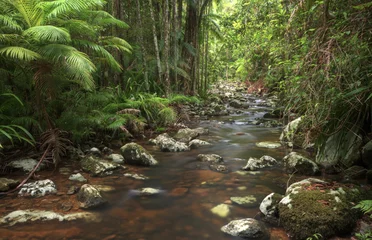 Foto op Canvas Rocky rainforest stream with palm trees © Harley Kingston