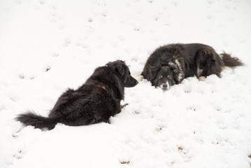 Snow Dogs