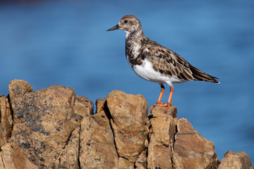 Turnstone plover (Arenaria interpres), South Africa