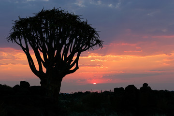 Desert sunset with a quiver tree, Namibia, southern Africa