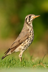 Groundscraper thrush (Turdus litsitsirupa), South Africa