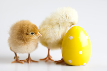 Chick and Egg