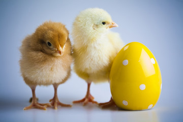Chick and Egg