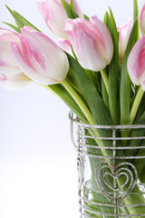 Fresh tulips