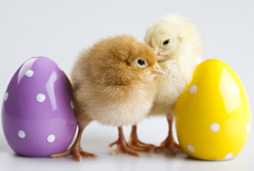 Chick and Eggs