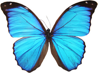 Naklejka premium niebieski motyl