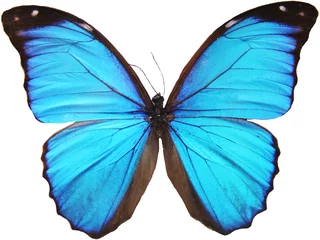Papier Peint photo Lavable Papillon papillon bleu