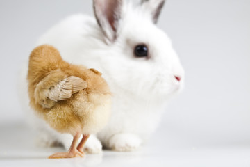 Little chick on rabbit on white