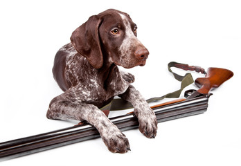 Hunting dog with a gun