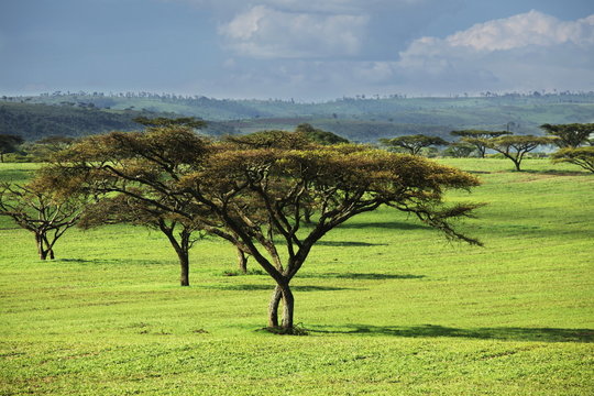 Groene acaciabomen in een Afrikaans grasland