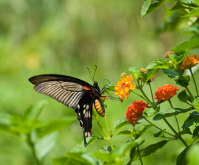 flying swallowtail butterfly feeding