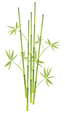 bamboo, vector illustration