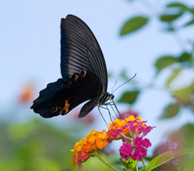 flying swallowtail butterfly feeding on orange flower