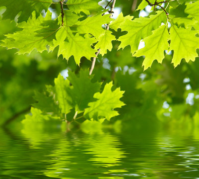 Green leaves reflecting in the water.