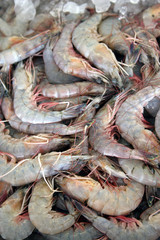 Shrimps