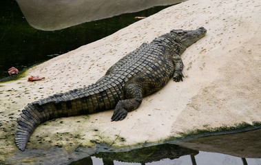 crocodile