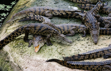 crocodiles