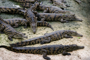 crocodiles