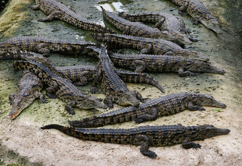 crocodiles
