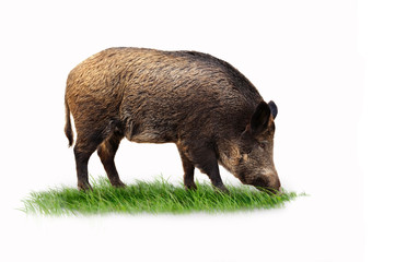 Wildschweine 16.1