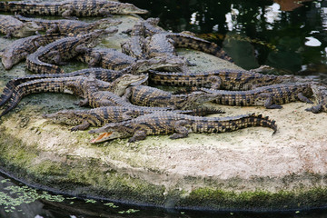 crocodiles