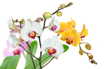 Orchideen 63